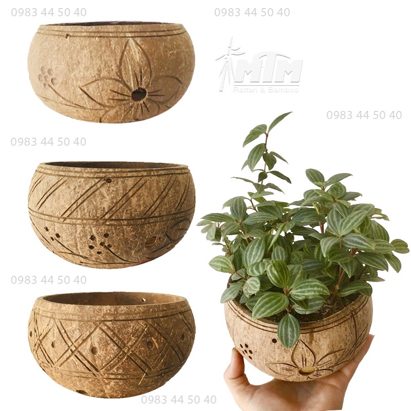 Bát gáo dừa hoạ tiết l chậu dừa trồng cây trang trí sân vườn, tiểu cảnh.