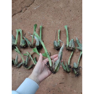 1 củ địa lan bầu riệu (túy lan)