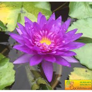 (SIÊU NỤ) 4 cây hoa súng  nụ đẹp