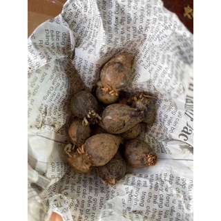 Củ hoa Rum(1 củ )