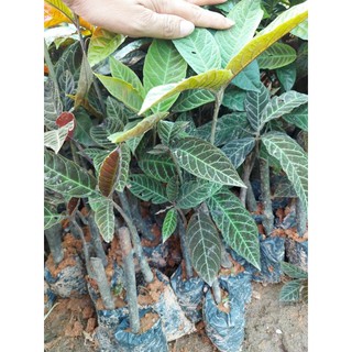 KHÔI NHUNG ( khôi tía)