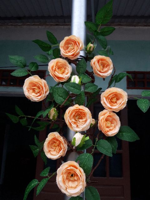 Dây cổ hồng trà nhị leo dài 2m nhiều màu - Hoa giả trang trí