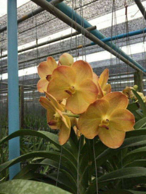 Lan vanda trưởng thành sắp hoa
