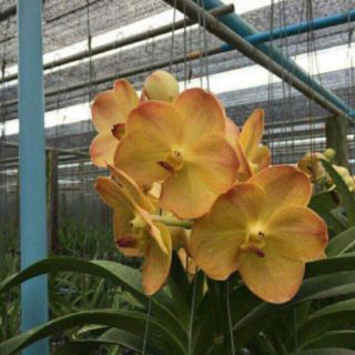 Lan vanda trưởng thành sắp hoa