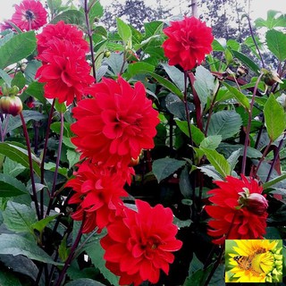 Gói 20 hạt giống hoa thược dược mix