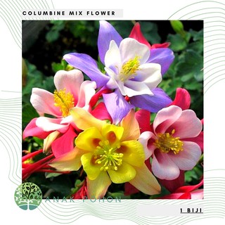 Hạt giống hoa hỗn hợp columbine - nhập khẩu 30h