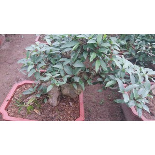 Sung bonsai