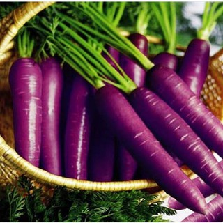 Hạt giống cà rốt tím lai F1 - 100 hạt -DC