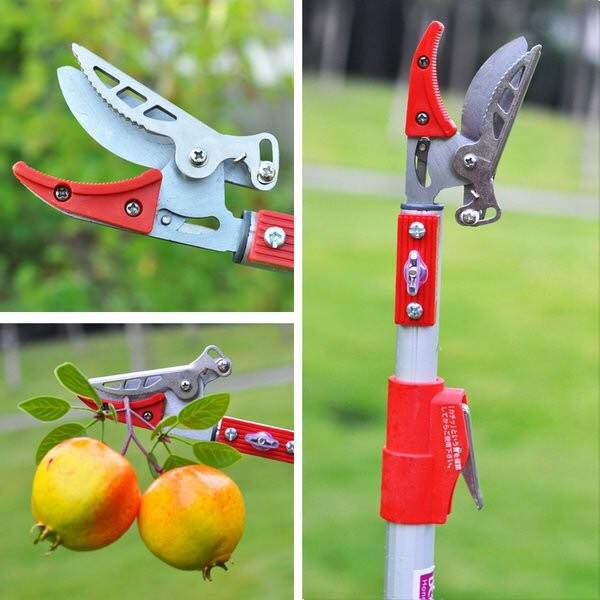 Kéo hái quả cắt cành cao giữ luôn quả không bị rơi