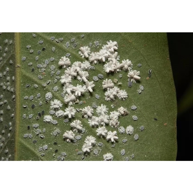 Mo.vento áp chế b.ọ r.ầy