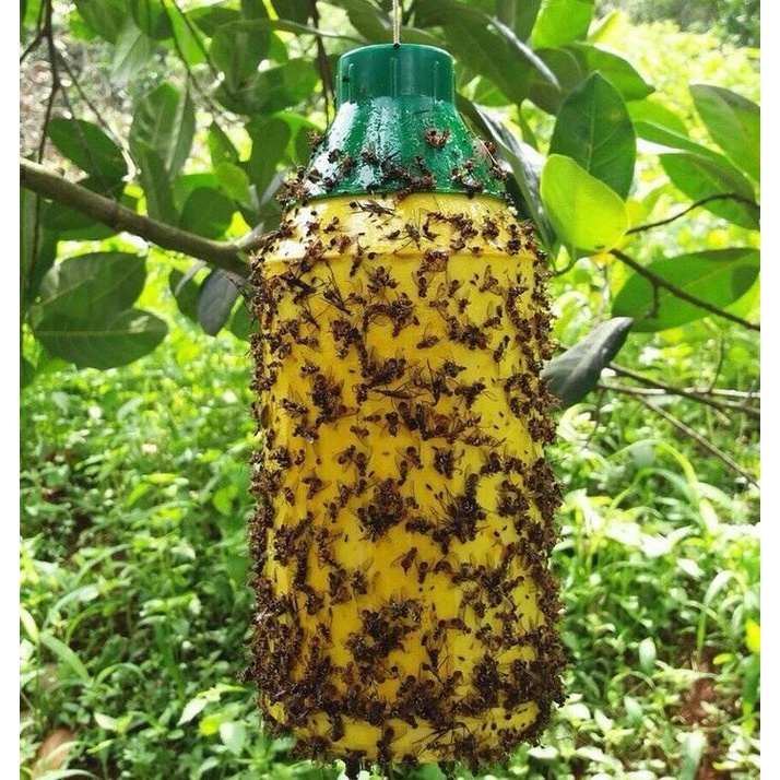 Thuốc diệt ruồi vàng, chai xịt diệt côn trùng