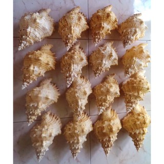 Vỏ tù và gai