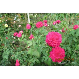 Chậu hoa hồng leo tường vy -hoa thơm