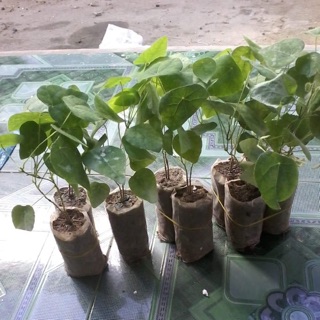 Cây sương sâm lông