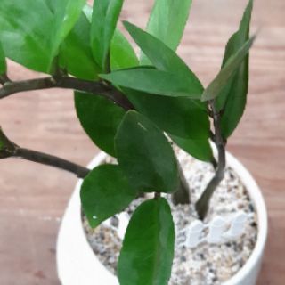 Kim tiền chậu sứ để bàn