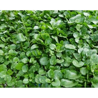 Hạt giống Xà Lách XOONG MỸ