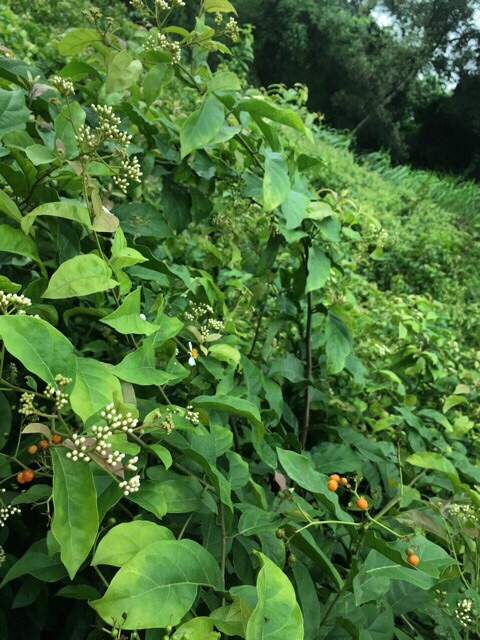 Combo 5kg Xạ đen Hoà Bình nguyên lá loại đẹp