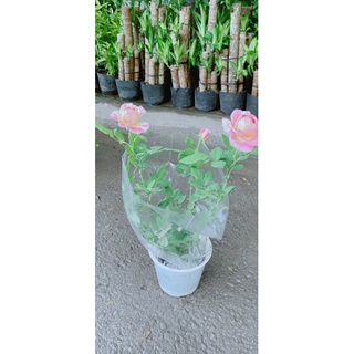 Bụi Hoa Hồng Hoa Thơm
