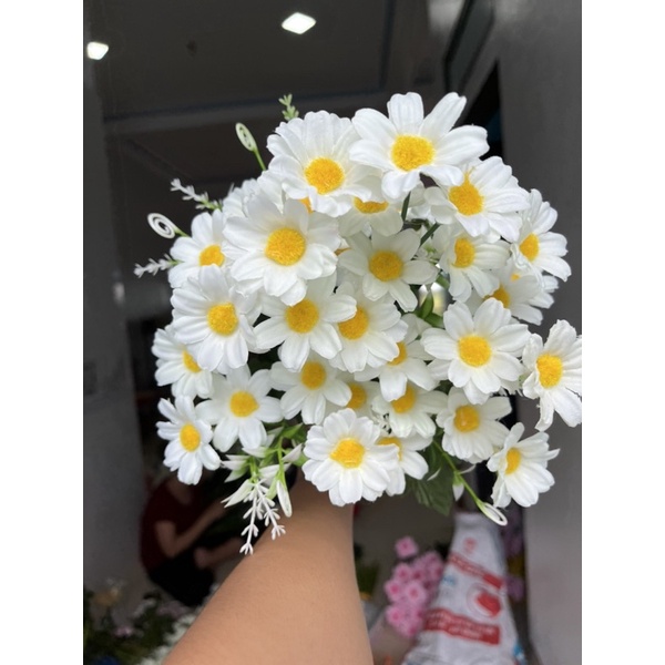 cúc tana siêu đẹp