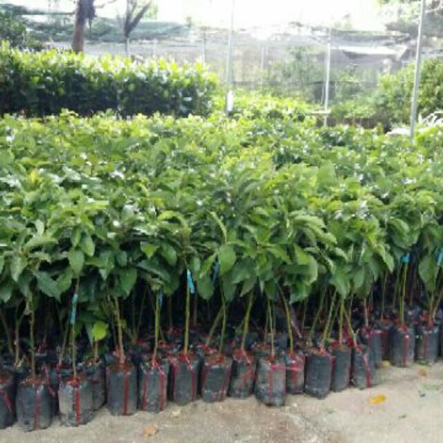 Cây bơ giống 034 quả khủng
