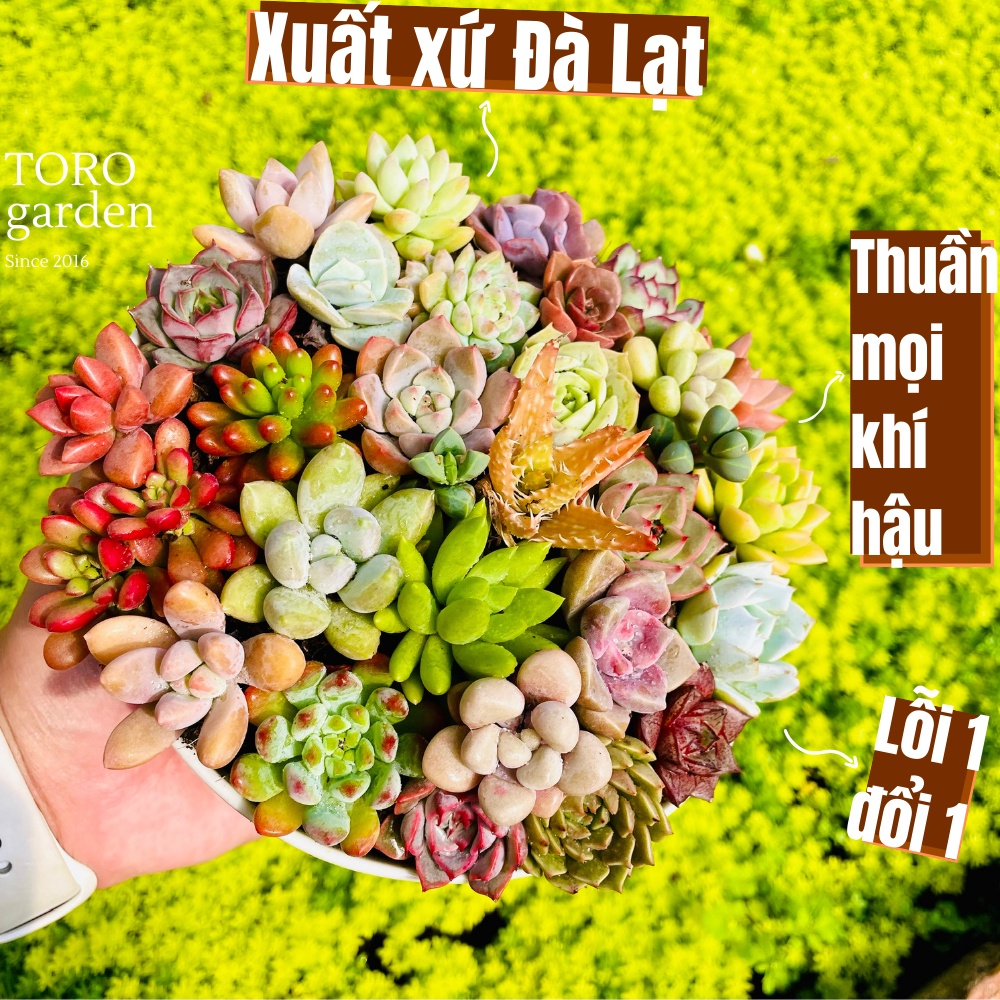 Sen đá mini Đà Lạt 20 cây các loại, cây cảnh trang trí nhà cửa Toro garden