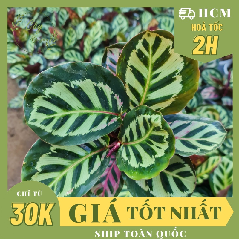CÂY ĐUÔI CÔNG KẺ THÁI, (cao 25cm), phong thuỷ để bàn mini GIÁ RẺ, lọc không khí, Cây Tươi Nguyên CTN0790