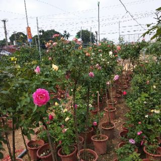 2 cây hoa hồng tree thân gỗ