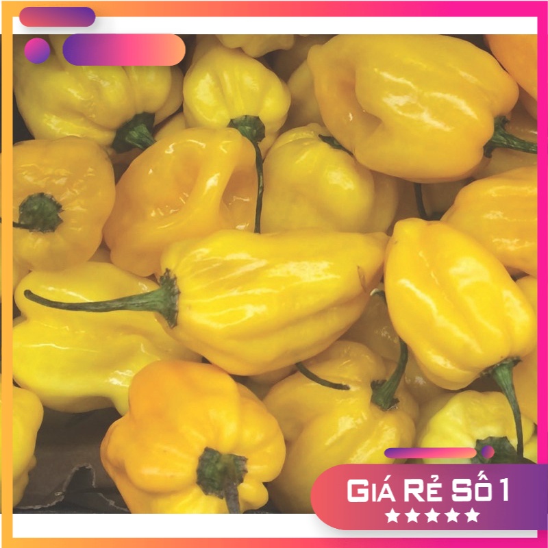 Hạt giống Ớt Habanero Vàng Nhập khẩu Mỹ - 20 hạt - Nảy mầm 95%
