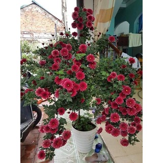 Cúc cổ đỏ Sơn la / cúc đổi màu /cúc tiểu thư/ cúc ping pog/mâm xôi nhật