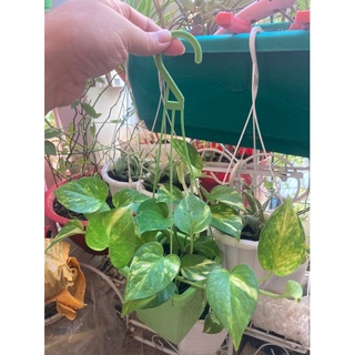 Chậu mini trầu bà nhiều loại
