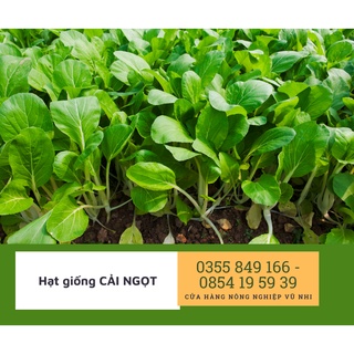 Hạt giống rau cải ngọt 20gr ( 5000 hạt) - hatgiong24h