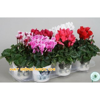 Hạt Giống Hoa Anh Thảo Mix - 5 Hạt