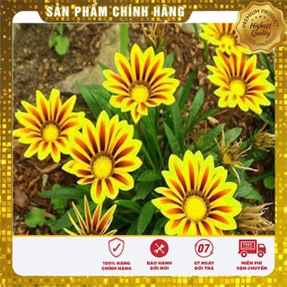 Hạt Giống Hoa Cúc Huân Chương Mix (50 hạt )