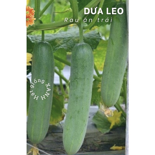 Hạt giống dưa leo gói 5gr