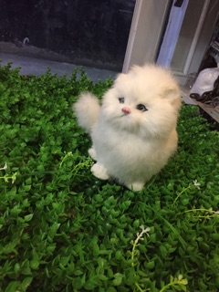 Thảm cỏ nhân tạo chụp ảnh