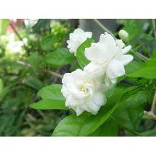 Sản phẩm HOA NHÀI TA TRẮNG CỔ TUYỆT THƠM + Tặng (0,3kg) phân hữu cơ cao cấp