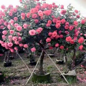 Cây Hoa Hồng Cổ SAPA /hồng tím và màu hồng