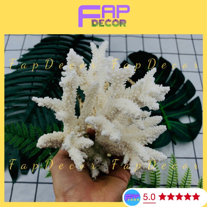 Bông San Hô Biển Thiên Nhiên, Bông Rạn Dạng Nhánh To Trang Trí Hồ Cá Decor Phòng - FapFood