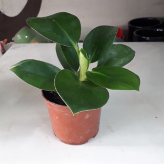 Trầu bà đế vương mini