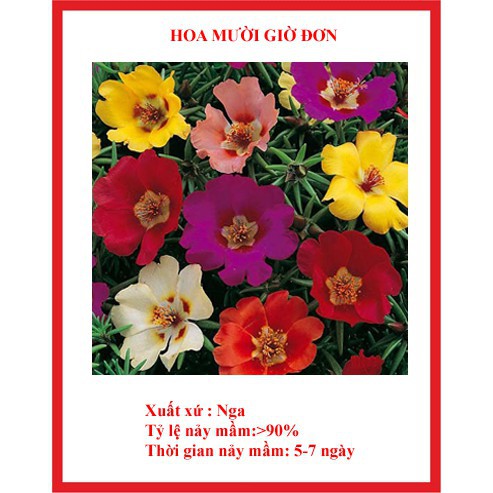 hạt giống hoa 10 giờ đơn 200 hạt