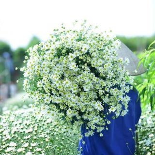 Hạt giống hoa cúc họa mi Thái Lan