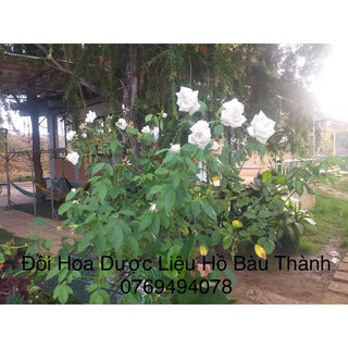 Hoa Hồng Cổ Bạch Ho kháng trĩ tốt dành cho người mới trồng