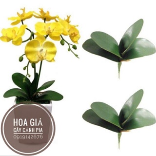 lá lan hồ điệp- lá lan cao su.