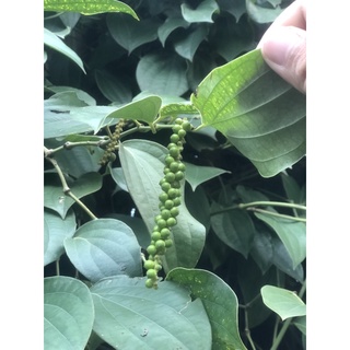 Cây giống tiêu xanh phú quốc năng suất cao
