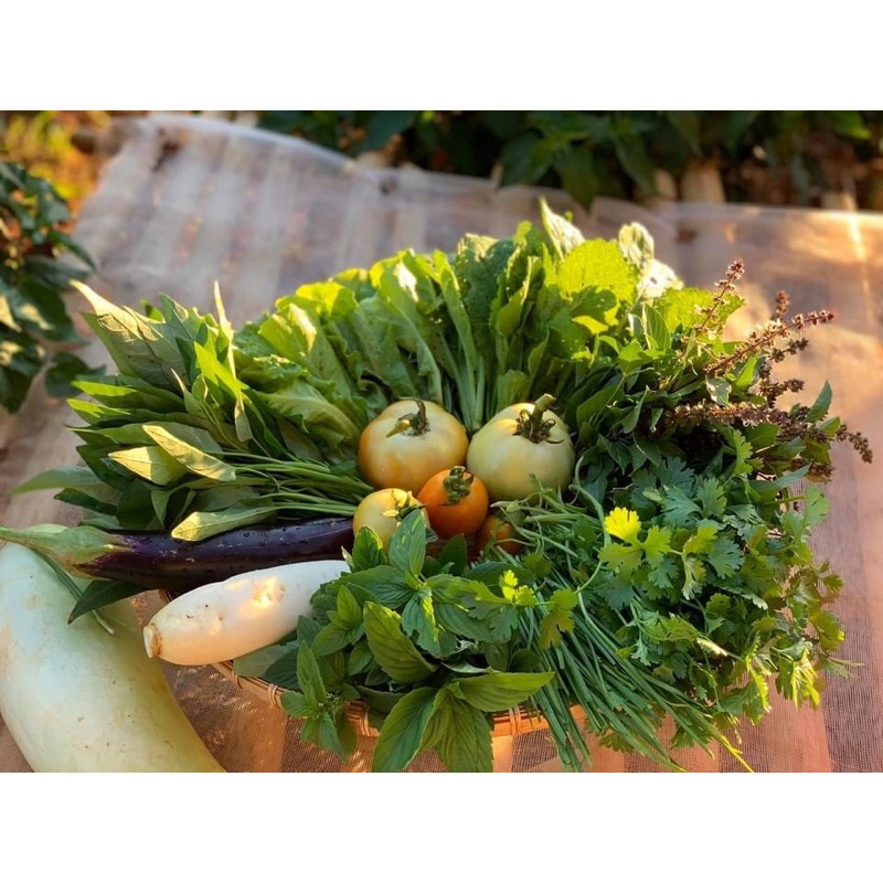 5Gr Hạt Giống Cây Húng Trắng - Rau Thơm- É Trắng