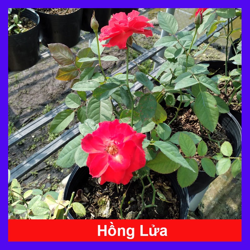 Cây Hoa Hồng Lửa - cây cảnh để bàn - caykiengsadec