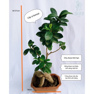 Cây si nhật bonsai để bàn,có thể trồng được trong nhà, làm quà tặng cho bạn bè và người thân