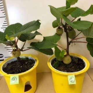 Cây giống kiwi ruột đỏ