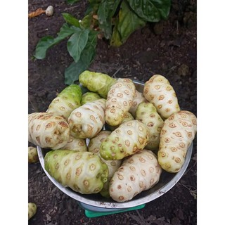 2kg Quả Nhàu Tươi ( chat với shop trước khi đặt mua)