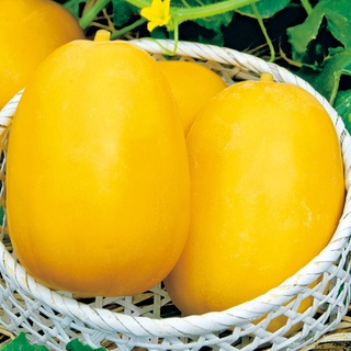 [Hạt giống Nhật Bản] Gói 10 hạt giống dưa lê siêu ngọt Nhật Bản Kiranto - tỷ lệ nảy mầm 95%